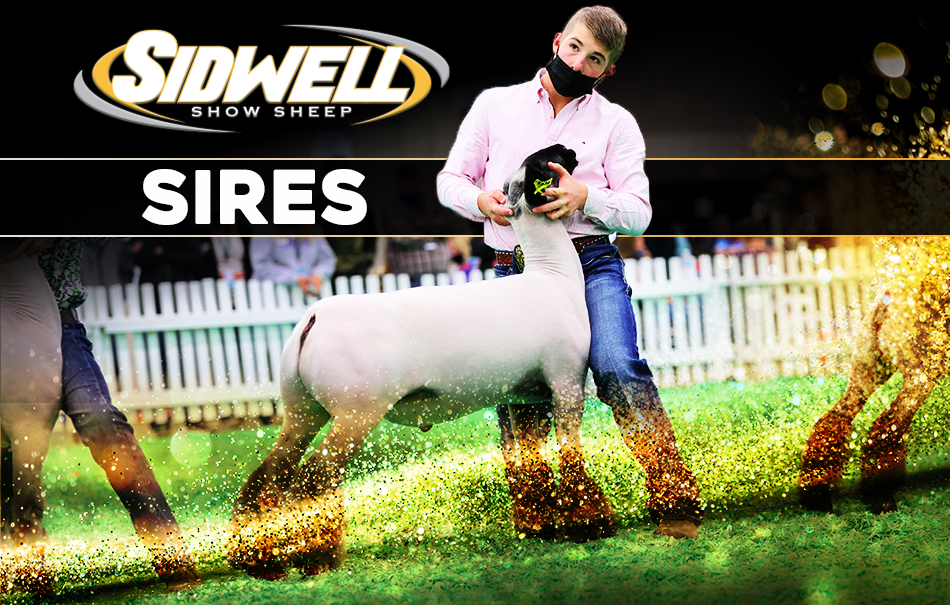 Sidwell Show Sheep - Sires