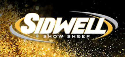 Sidwell Show Sheep